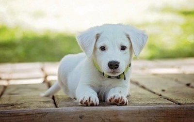 A Guide to Tomco AI's Dog Names Template